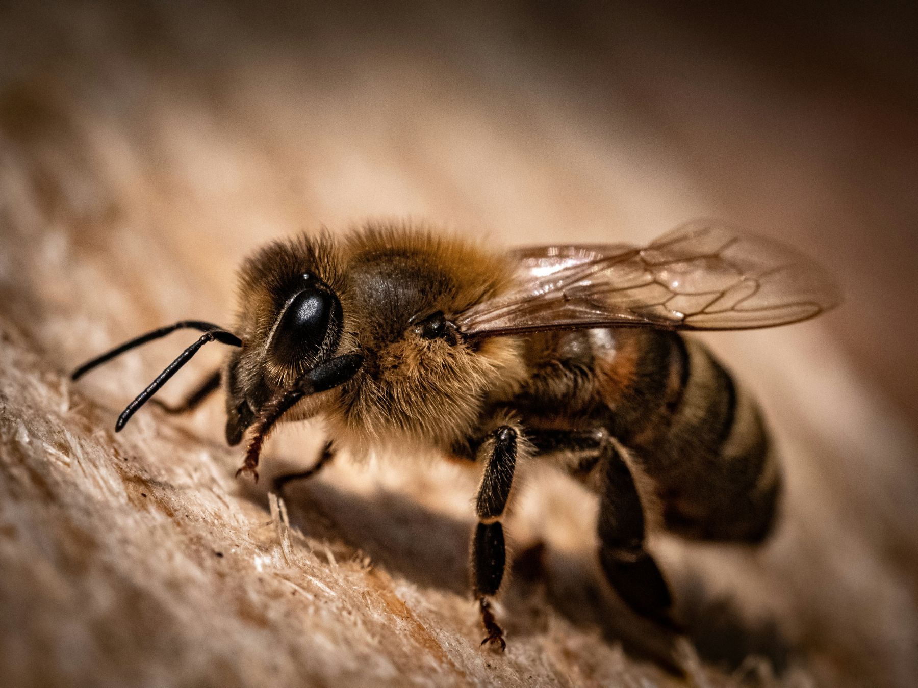Close-up of a honeybee resting on weathered wood