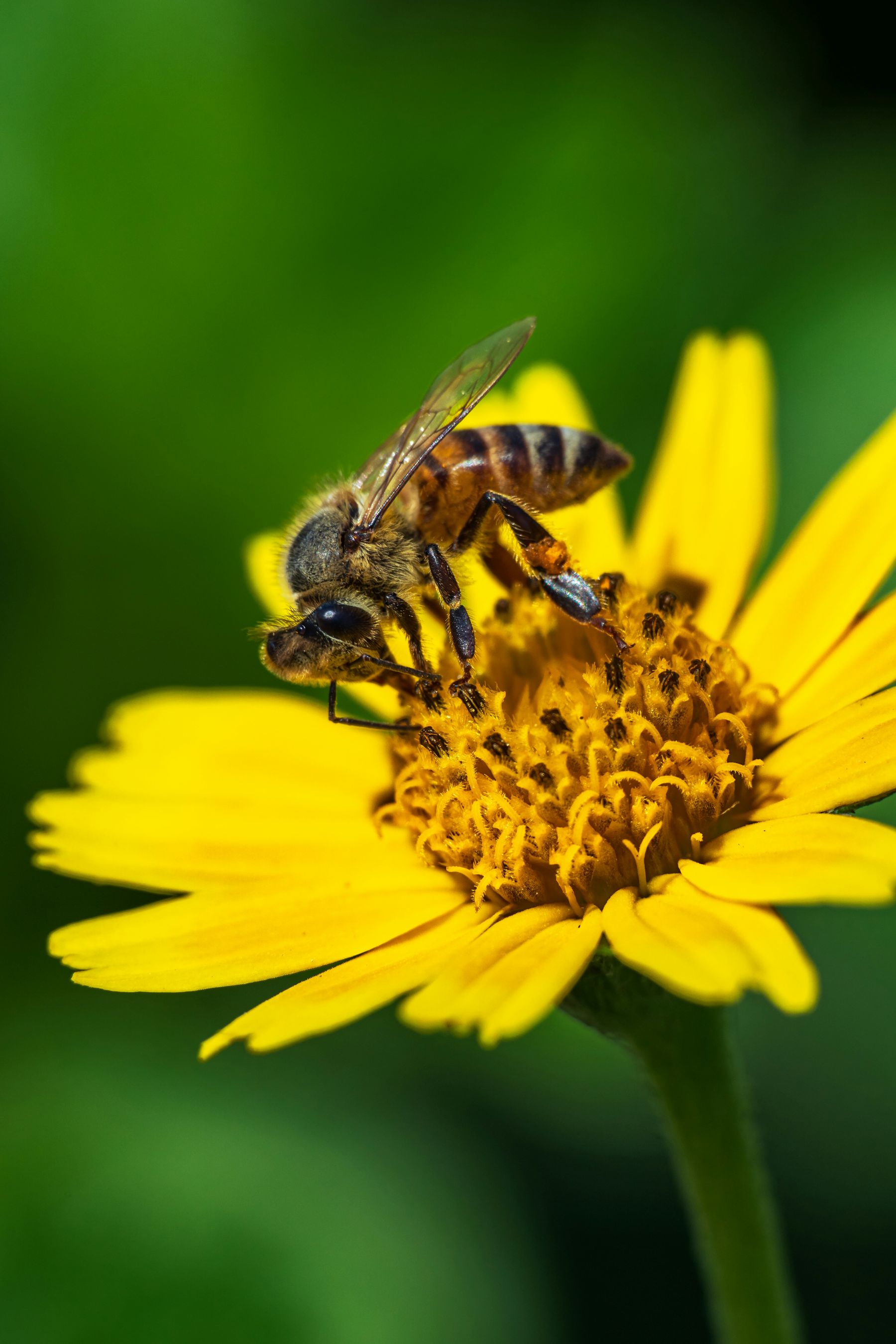 A honeybee gathering pollen on a yellow flower